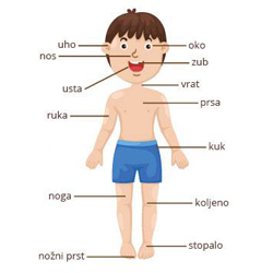 Croatian Vocabulary: Parts of the body