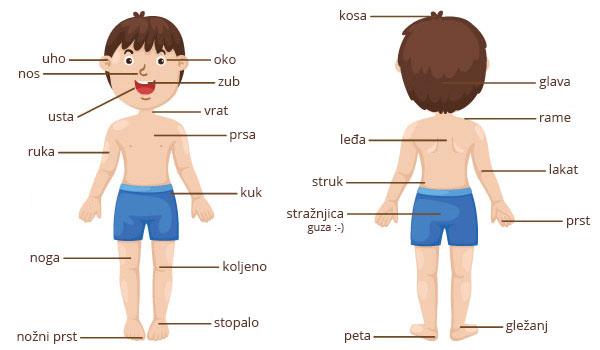 Croatian words for parts of the body